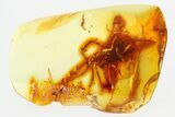 Detailed Fossil Daddy Long-Leg (Sclerosomatidae) in Baltic Amber #315525-1